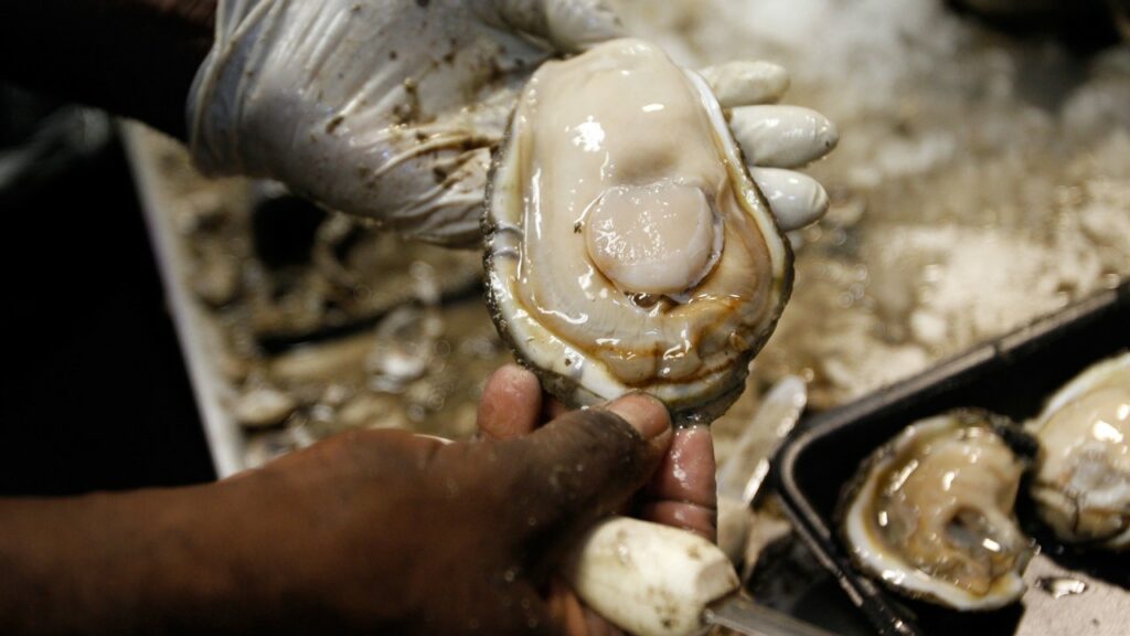 CLEANING NEW YORK’S FILTHY HARBOR WITH ONE BILLION OYSTERS