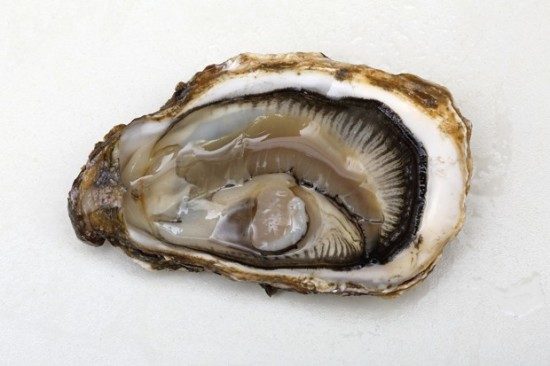 NEW YORK’S BIG CLIMATE PLAN REALLY DOES INCLUDE OYSTERS