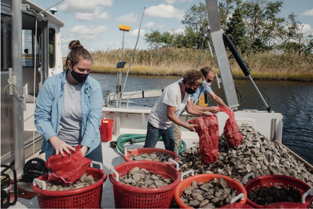 Could Billions of Oysters Protect us From the Next Big Storm?