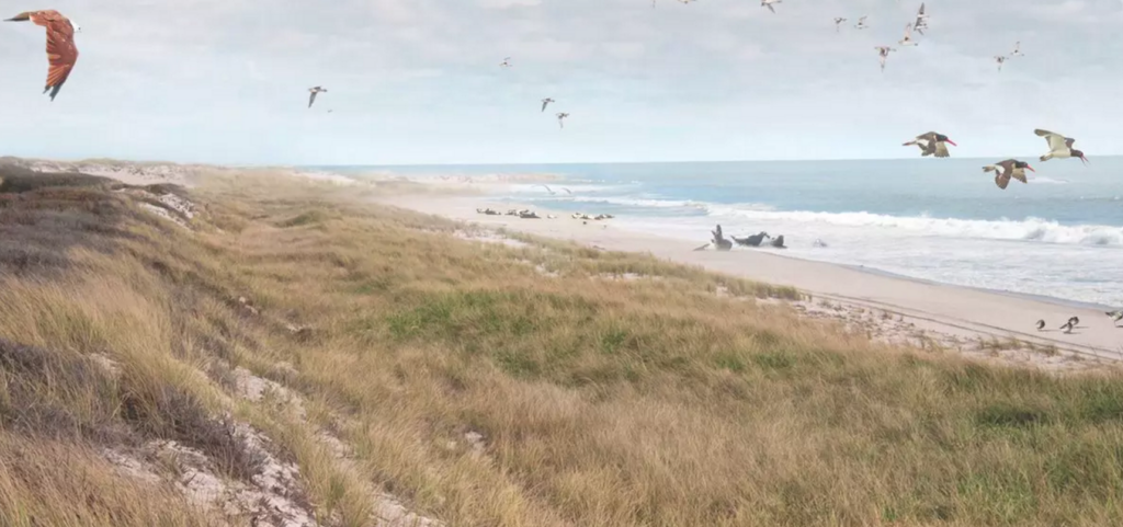 BLUE DUNES – THE FUTURE OF COASTAL PROTECTION